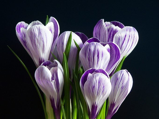 Crocus - I&#039m still blooming