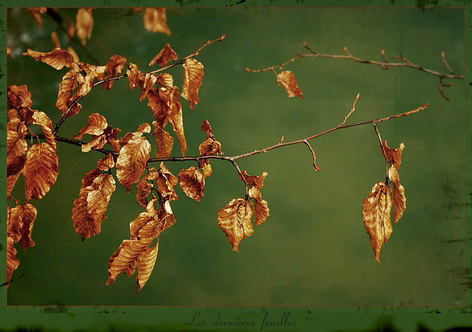 Les derni&#232;res feuilles