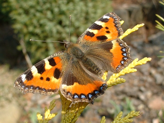 Motyl