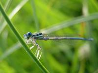 Łątka dzieweczka (Coenagrion puella)