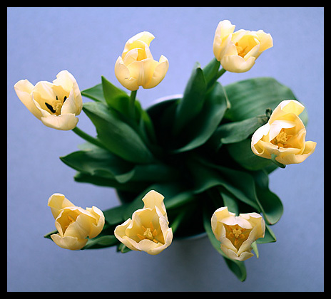 tulips on the blat