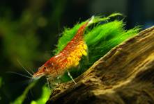 Krewetka karłowata: Neocaridina denticulata sinensis "Fire Red" z jajeczkami