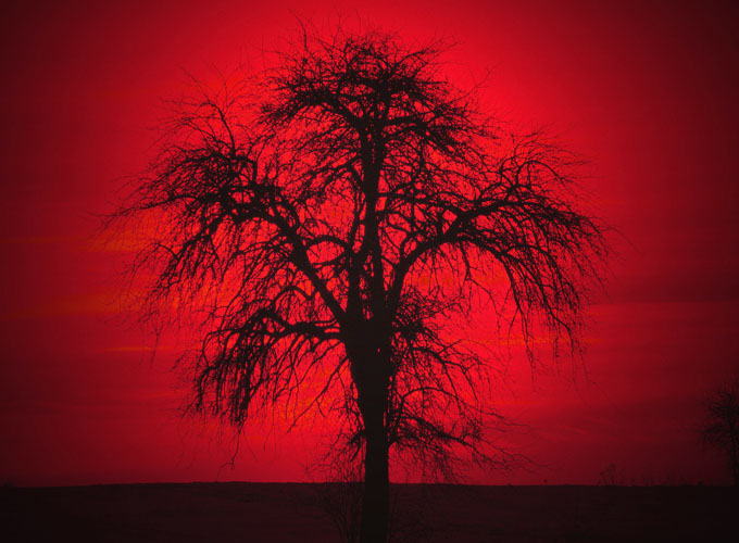 ...bloody tree...