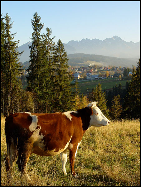 Widok od strony Bukowiny Tatrzańskiej na polską Milkę ;-)