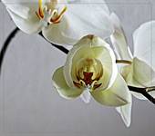 Phalenopsis 4 - nowy w rodzinie...