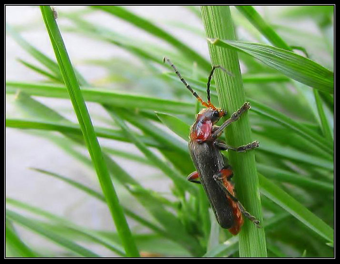 Cantharis Bicolor