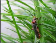 Cantharis Bicolor