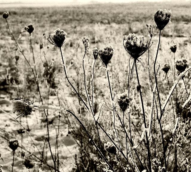 Les fleurs [ont] du mal