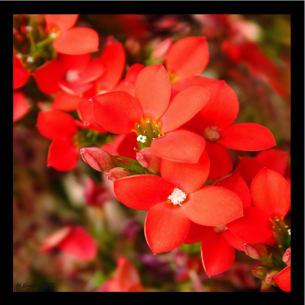 Kalanchoe