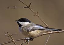 Black-capped Chickadee - part II"