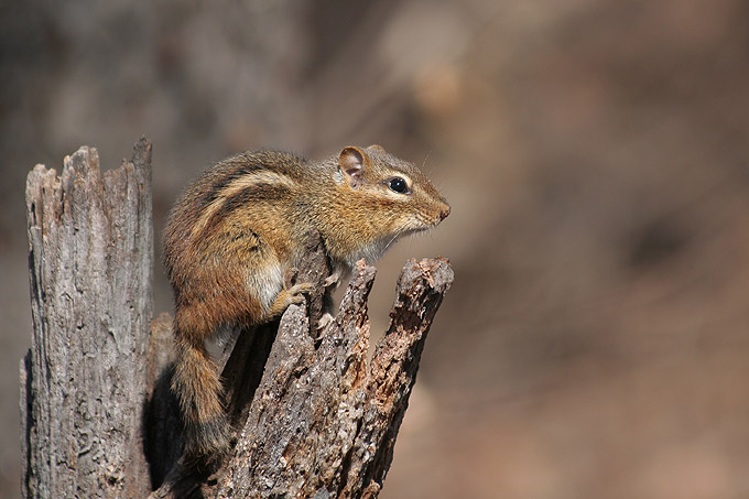 Chipmunk(Pregowiec amerykanski)