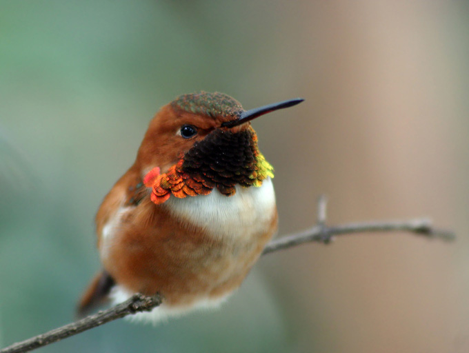 Rufous hummingbird (Selasphorus rufus)