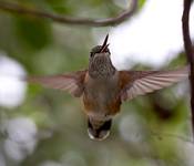 Hummingbird In Flight