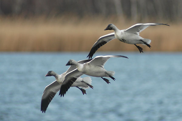 Gesi Sniezne,Chen caerulescens