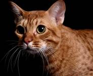 Ocicat