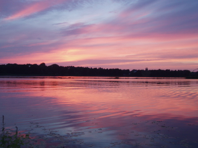 Narew