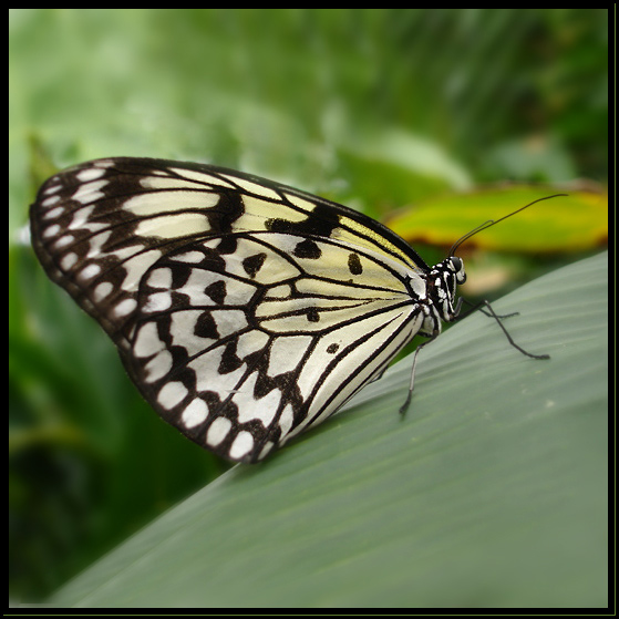 IDEA LEUCONE