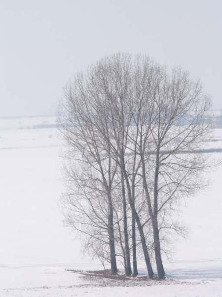 Znów drzewa