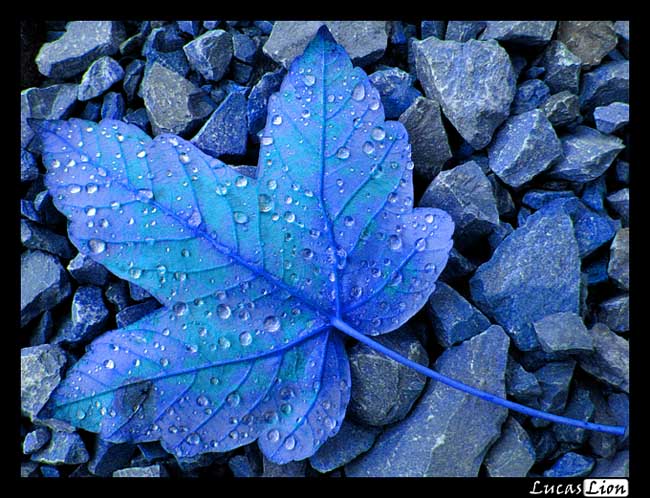 Blue Leaf