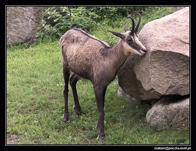 Kozica z ZOO w bydgoskim Myślęcinku