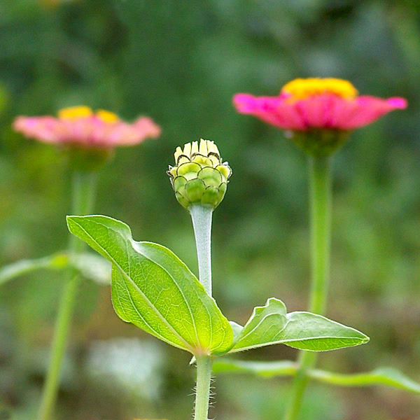 malutka cynia