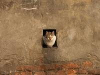 Another Cat In The Wall...