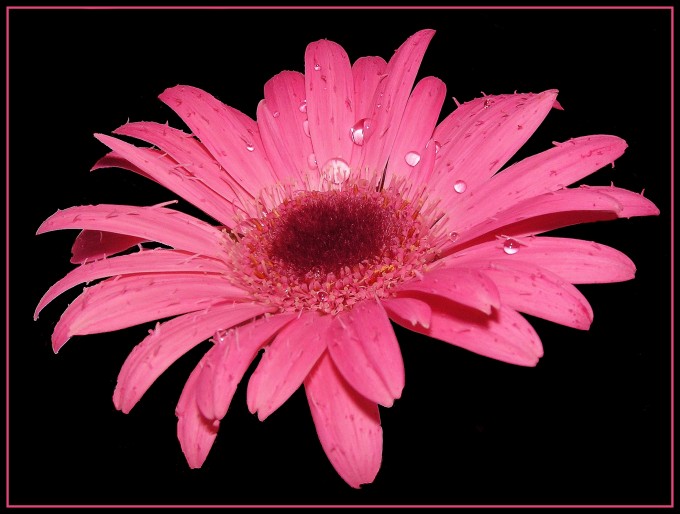 Gerbera III