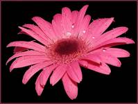 Gerbera III