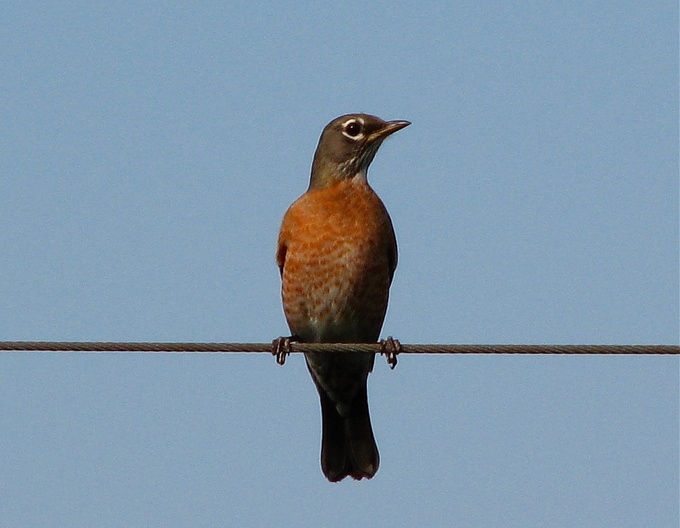 Red Robin