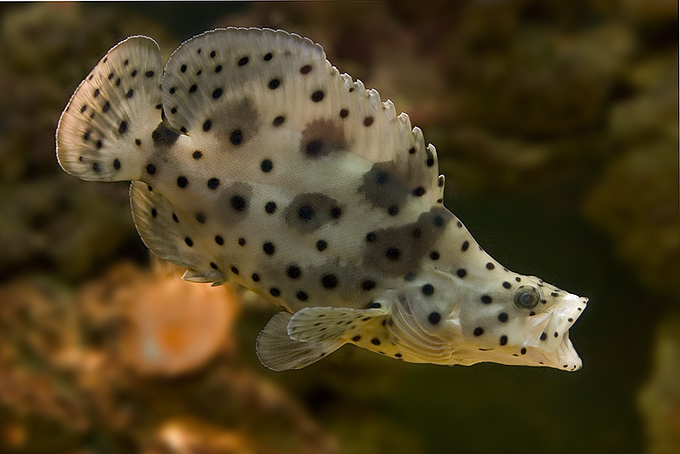 Cromileptes altivelis (strzępiel panterka)