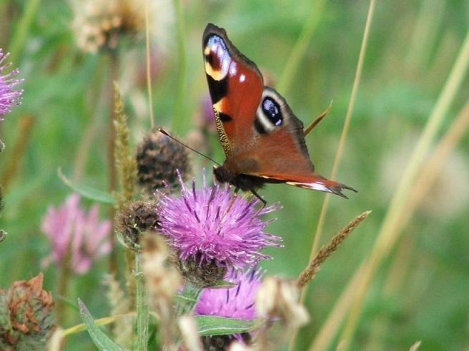 BUTTERFLY