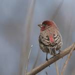 Dziwonia ogrodowa-samiec(Carpodacus mexicanus)