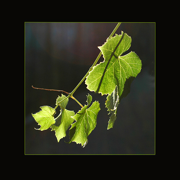 wino rośl