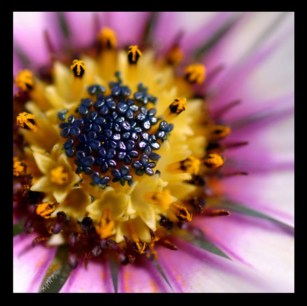 Osteospermum następne z seri "kolory natury "