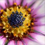 Osteospermum następne z seri "kolory natury "