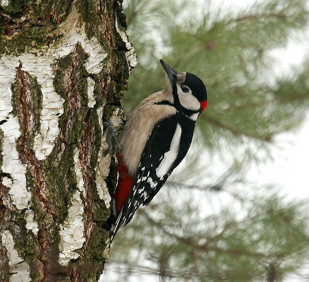 dzięcioł