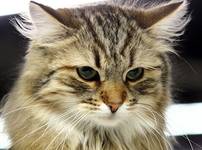 Maine Coon