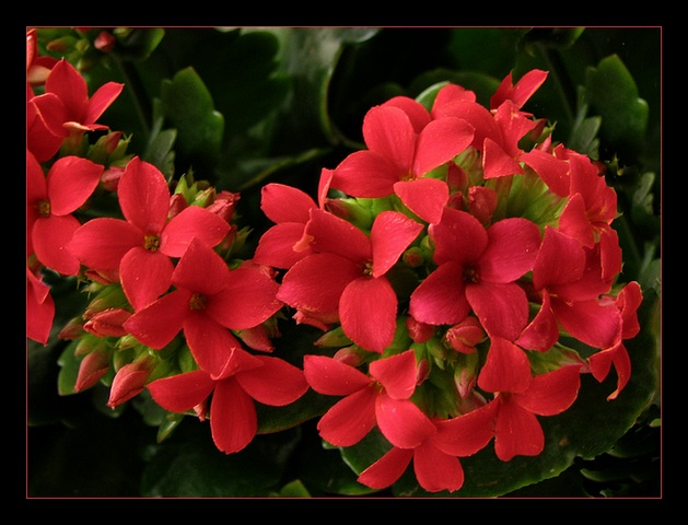 Kalanchoe