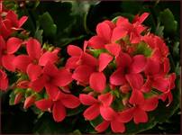 Kalanchoe