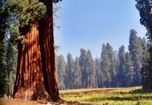 sequoia