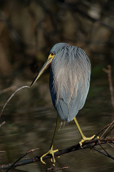 Little Blue Heron