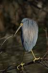 Little Blue Heron