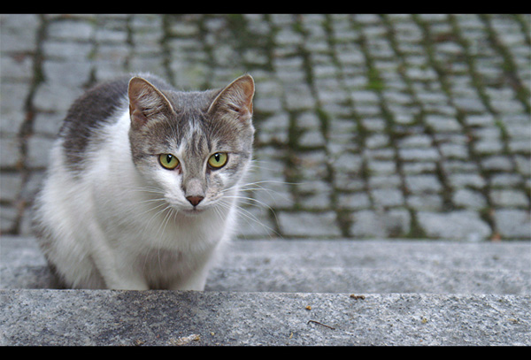 Miau - powiedział kot...