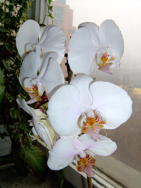 Phalenopsis