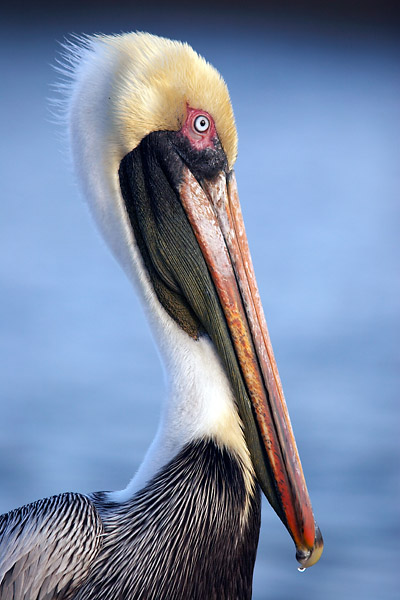 Pelican