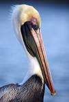 Pelican