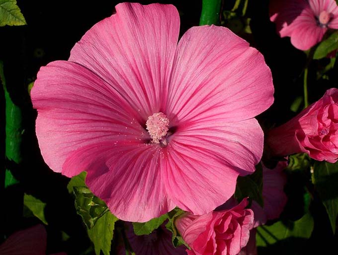 Hibiskus ogrodowy.