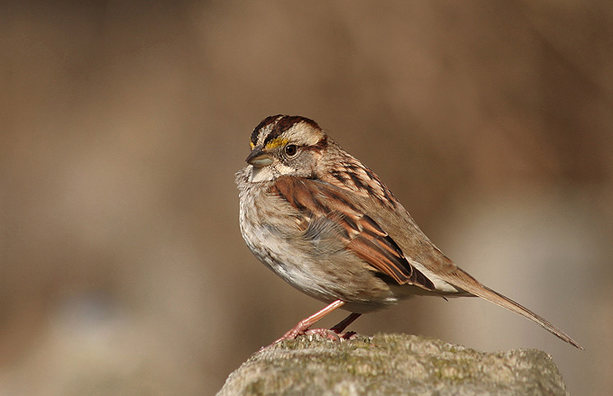 Pasowka Bialogardla(Zonotrichia albicollis)c.d.