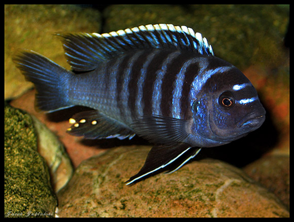 C. afra red top likoma