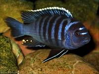 C. afra red top likoma